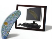 نخستین مدل کامپيوتری کامل از يک موجود زنده