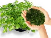 خواص درمانی گشنیز و تخم آن