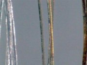 توليد نخستين موی طلا