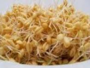 اسرار شگفت‌انگیز جوانه‌ها