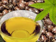 روغن کرچک برای تسکین آرتروز