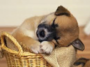 حيوانات خانگي سلامت ما را تهديد مي‌كنند