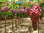 خواص داروئی انگور