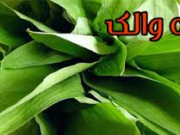والک؛ سبزی کوهی بهاری