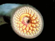 تلاش محققان انگلیسی برای ساخت نانوربات کاشف بیماری