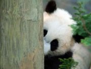 عکسی که چند جايزه بین المللی را از آن خود کرد