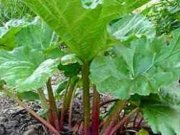 خوردنی‌های ممنوعه!