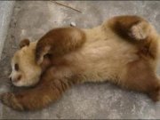 يک پاندای نادر