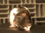 کنترل روياهای موش و تکنيک های توسعه خاطرات