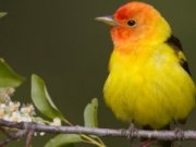 کشف راز خوش‌ آهنگی آواز پرندگان!