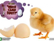 تخم‌مرغ یا تخم پرندگان؟