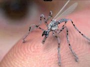 اين پشه قويترين جاسوس دنيا