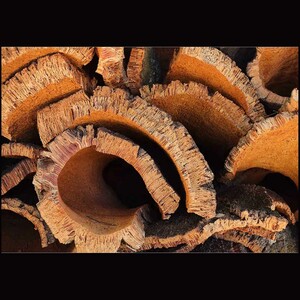 زیرموس طبیعت‌گرا Oak Son