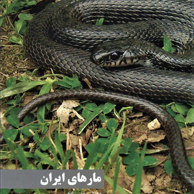 مارهای ایران