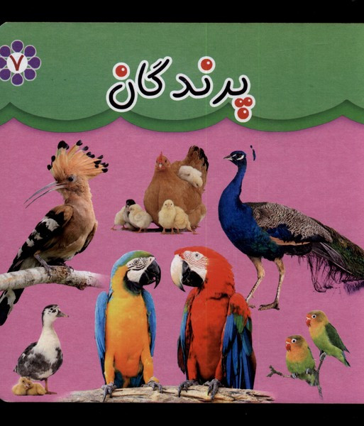 پرندگان نشر گوهر اندیشه