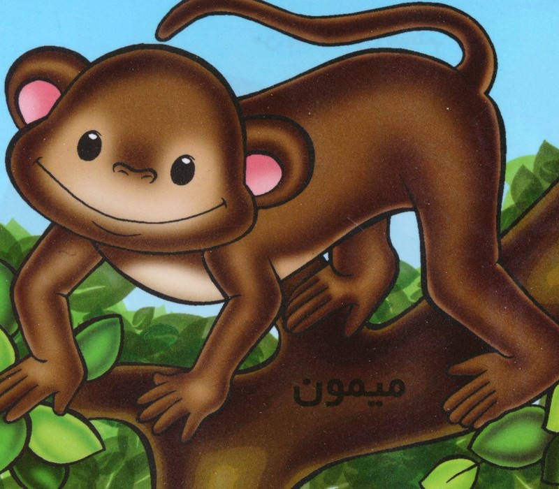 میمون