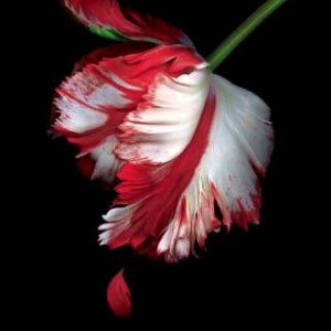 دانلود کتاب رمان New Moon اثر Stephenie Meyer زبان اصلی