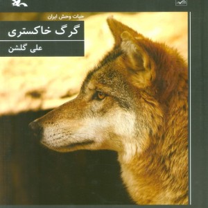 گرگ خاکستری