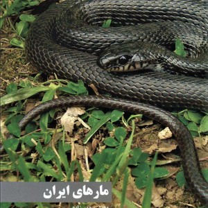 مارهای ایران