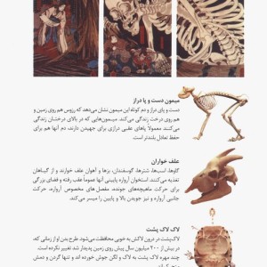 دانستنی های اسکلت انسان و حیوانات