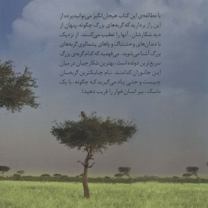 دنیای هیجان انگیز گربه سانان بزرگ