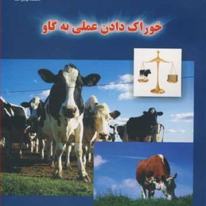 خوراک دادن عملی به گاو