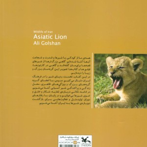 شیر آسیایی