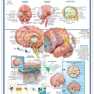کتاب نقشه کالبد شناسی مغز 3550