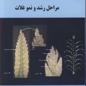 کتاب مراحل رشد و نمو غلات