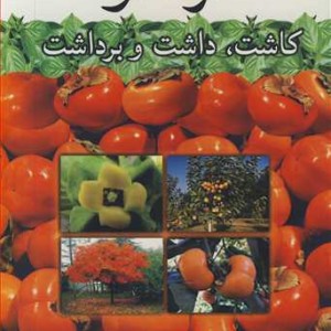 خرمالو کاشت داشت و برداشت