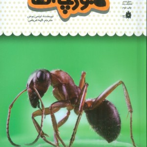 یک فنجان دانستنی درباره ی مورچه ها