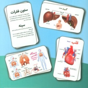 فلش کارت آموزشی آشنایی با بدن انسان