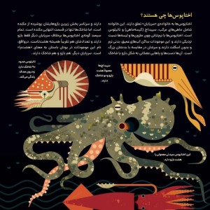 دنیای رنگارنگ اختاپوس ها