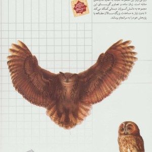 شگفتی های جهان پرندگان شکاری