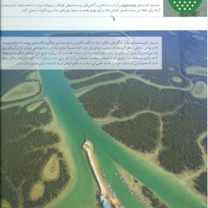جنگل های مانگرو