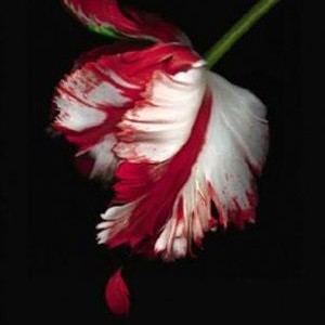 دانلود رمان New Moon اثر Stephenie Meyer زبان اصلی