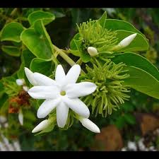 عطر گرمی یاس رازقی ژیوادان