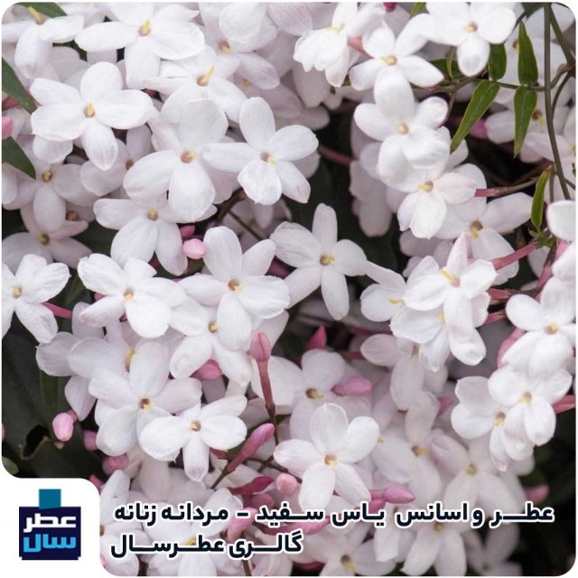 عطر و اسانس گل یاس سفید