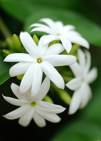 عطر گرمی یاس رازقی