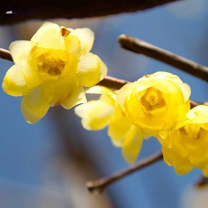 عطر گرمی گل یخ