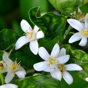 عطر گرمی گل بهار نارنج