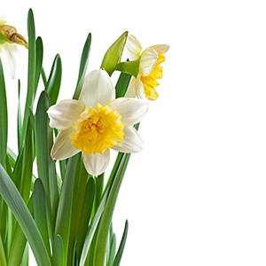 عطر گرمی گل نرگس (نارسیس)