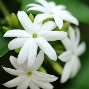 عطر گرمی یاس رازقی