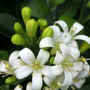 عطر گرمی گل بهار نارنج