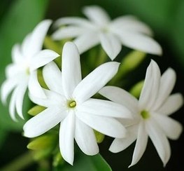 عطر یاس رازقی ژیوادان