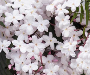عطر و اسانس گل یاس سفید