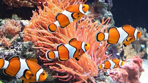 علائم کمبود اکسیژن در آکواریوم