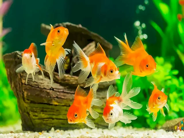 انواع فیلتراسیون آکواریوم