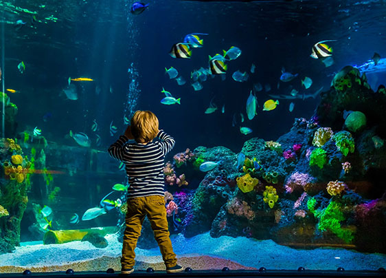 دستگاه تصفیه آب و نقش موثر آن در آکواریوم