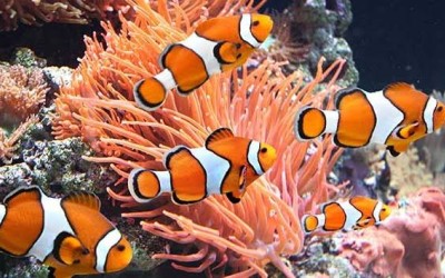 علائم کمبود اکسیژن در آکواریوم